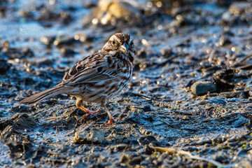 A song sparrow, Melospiza melodia, foraging at a wetland in Culver, Indiana