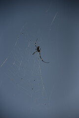 空に巣くうクモ