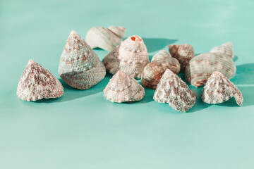 Minimal summer flat lay, background with seashells at sunlight, aesthetic monochrome still life turquoise color, Summer vacation concept, abstract nature top view natural shells with sun shadows