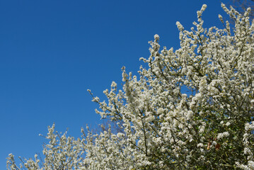 Fleurs de cerisiers - Parc de la Briantais à Saint-Malo