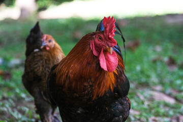 Close up detailed colorful rooster cock with bright feather walking inside farm isolated farm background. Close up Selective focus of rooster.