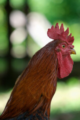 Close up detailed colorful rooster cock with bright feather walking inside farm isolated farm background. Close up Selective focus of rooster.