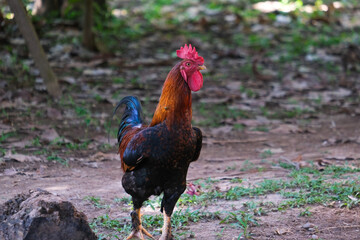 Close up detailed colorful rooster cock with bright feather walking inside farm isolated farm background. Close up Selective focus of rooster.