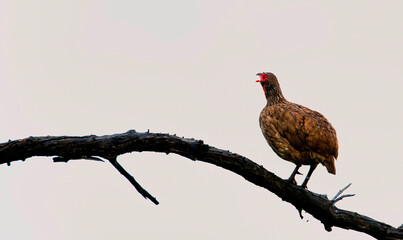 MZorning clarion call. A Swainson's spurfowl calls 'cori-cori' from it's vantage point in the early morning near Manyane Dam.
