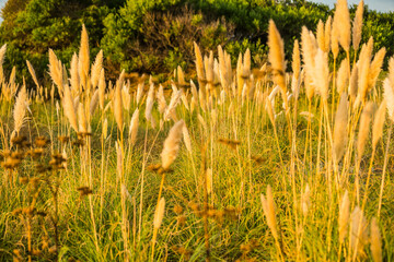 Forest by the beach is illuminated by the last rays of the sunset