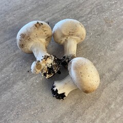 Fresh chapignon mushrooms. Group of mushrooms on a white, neutral and light background.