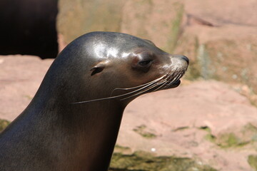 Naklejka premium Robbe, Pinnipedia, Meerestiere, Säugetiere