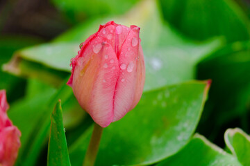colorful blooming tulips flowers in early spring