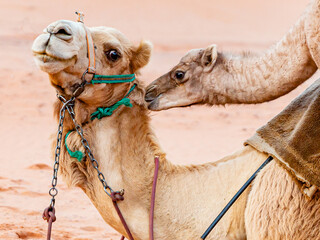 A baby camel with its mother in Wadi Rum Desert, Jordan