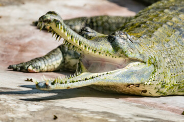 Fototapeta premium Crocodile, Nepal
