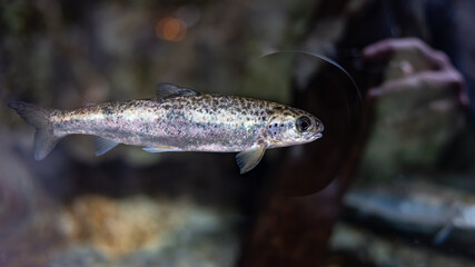 Silverfish swimming in an aquarium with a background of plants and reflections on the glass.