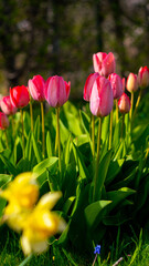 Flowering tulips in spring in the garden