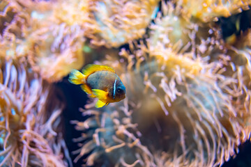 Fototapeta na wymiar Colorful tropical fish swimming quietly among anemones and corals.
