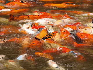 Koi Fish Feeding