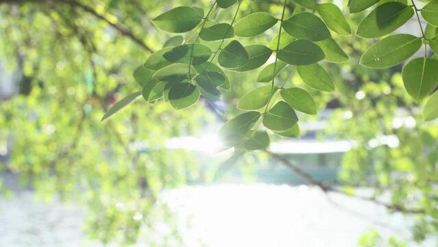 Green leaves of a tree on a bright sunny day