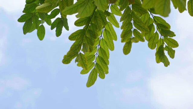 Green leaves of a tree on a bright sunny day