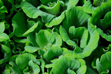 Aquatic Plant: Water Cabbage or Water Lettuce 