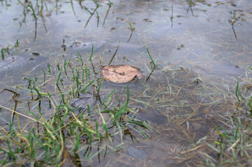 leaf in the water