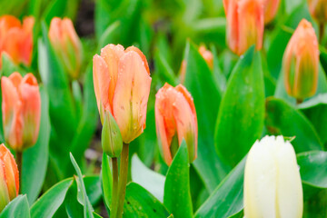 Fototapeta premium colorful blooming tulips flowers in early spring