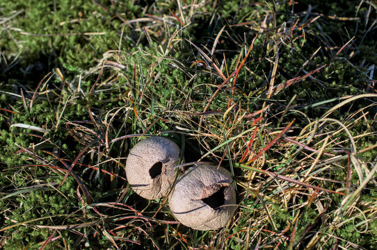 smoke moshroom