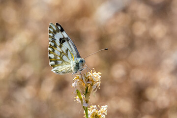 Pontia glauconome, the desert white or desert Bath white, is a butterfly in the family Pieridae close up in the UAE.