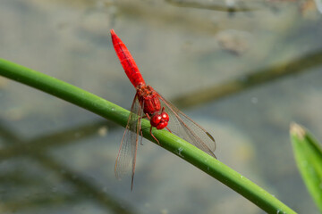 Scarlet dragonfly (Crocothemis erythraea) or  broad scarlet, common scarlet-darter, and scarlet darter close up in the UAE.