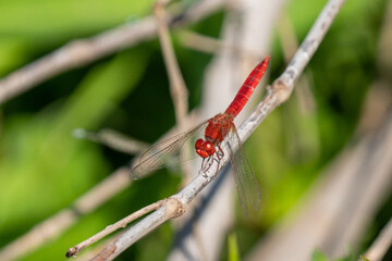 Scarlet dragonfly (Crocothemis erythraea) or  broad scarlet, common scarlet-darter, and scarlet darter close up in the UAE.