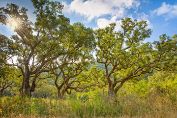 Landscape with old cork trees in a wild nature meadow in South Corsica. Mediterranean cork oak forest with clouds and blue sky in south Corsica, France