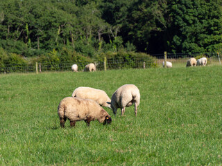 Obraz premium A few sheep on a grass pasture on a summer day. Animals in the meadow. Farm. White sheep on green grass field