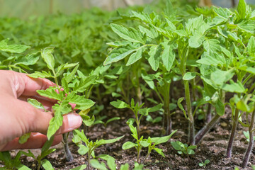 Semillero de plantas de tomate en primavera con invernadero