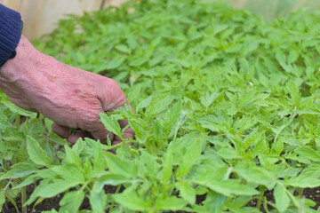 Semillero de plantas de tomate en primavera con invernadero