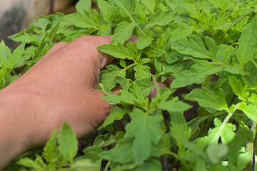 Fototapeta na wymiar Semillero de plantas de tomate en primavera con invernadero