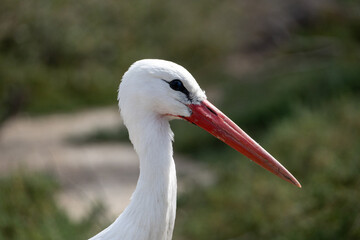 close up of a white stork with red beak
