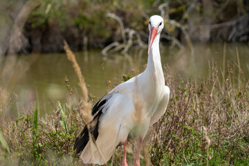 stork in nature