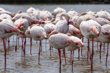 pink flamingos in the water