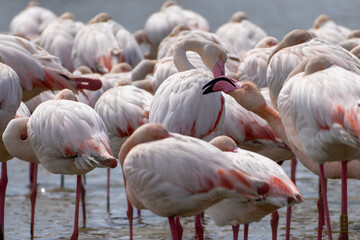 pink flamingos in the water