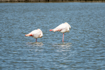 Naklejka premium flamingos sleeping in the water
