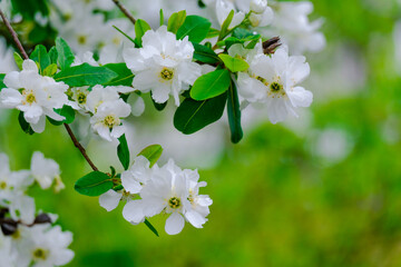 Blossoming Tree in Spring. Spring time in nature