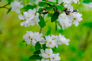 Blossoming Tree in Spring. Spring time in nature