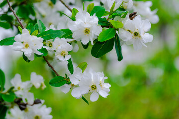 Obraz premium Blossoming Tree in Spring. Spring time in nature