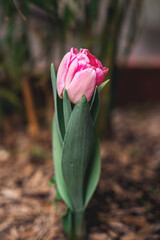 Piękny, różowy tulipan w paryskim ogrodzie 