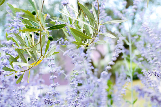 Lavendel Oliven Komposition 