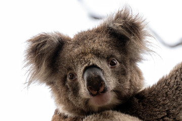 koala portrait © Serge