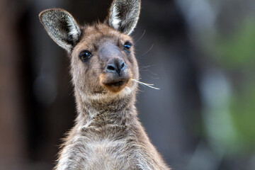 portrait of a kangaroo