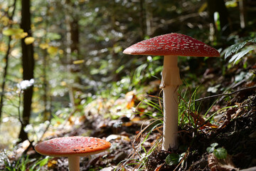 Big red fly agaric grows in autumn wood. Picturesque place in wood heart