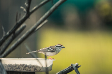 sparrow on a fence