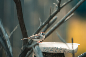 bird on a fence