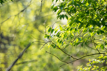 green leaves background