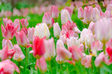 colorful blooming tulips flowers in early spring