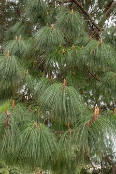 Pinus devoniana Nadeln und Austrieb